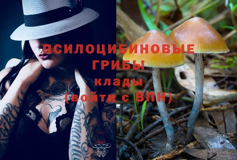 Псилоцибиновые грибы Cubensis  как найти   Грязи 